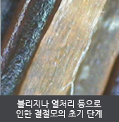 블리지나 열처리 등으로 인한 결절모의 초기 단계