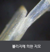 블리지에 의한 지모