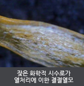 잦은 화학적 시수로가 열처리에 이한 결절열모