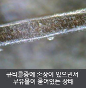 큐티클중에 손상이 있으면서  부유물이 묻어있는 상태 