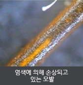 염색에 의해 손상되고  있는 모발   