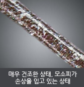 매우 건조한 상태, 모소피가 손상을 입고 있는 상태 