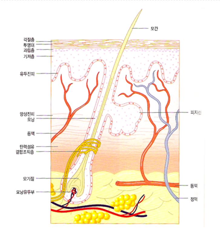 이미지입니다.